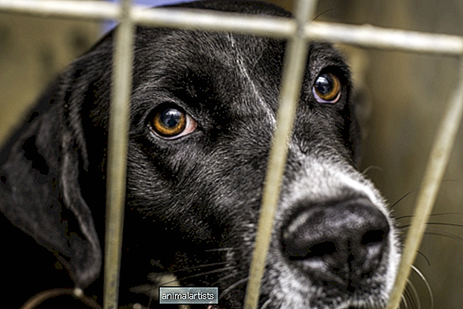 17 perros aterrorizados llegan al refugio de Florida después de que el dueño los entregue a todos - Artículo
