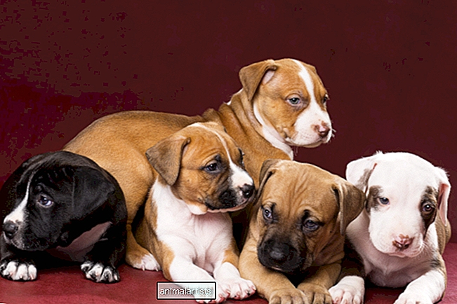 Članak - Stručnjak za ponašanje životinja dijeli srceparajuću i emocionalnu stvarnost spašavanja pasa