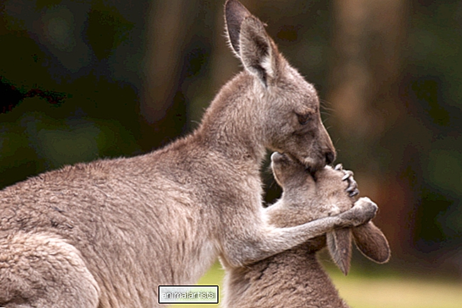 Baby kenguru sin dyrebare måte å ringe redningsmannskaper på er så innbydende