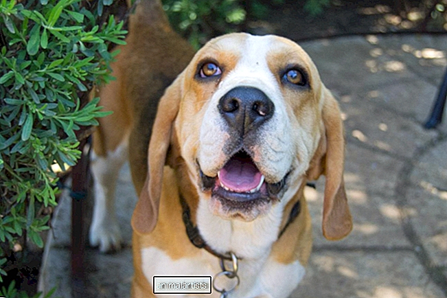 Beyzbol İzlemeye Takıntılı Beagle, Major League Şöhretine Giden Yolda