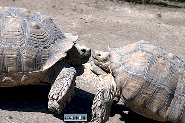 Bindi Irwins neues Foto der wunderschönen Freundschaft der Schildkröten berührt die Herzen