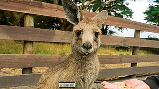 Fotografija poškodovanega kenguruja Bindi Irwin vsebuje opozorilo