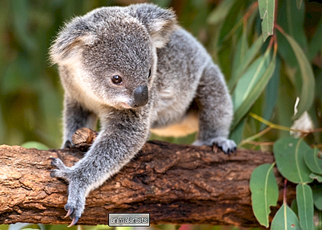 Бинди Сью Ирвин делится фотографиями спасенного осиротевшего детеныша коалы, и мы одержимы - Статья