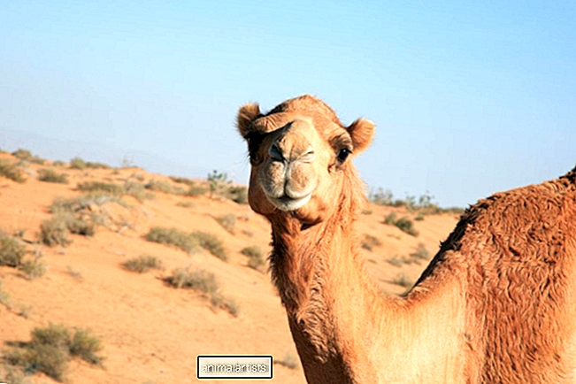 Kamel kan ikke finde sin baby og ringer straks til en menneskelig mor for at få hjælp - Artikel