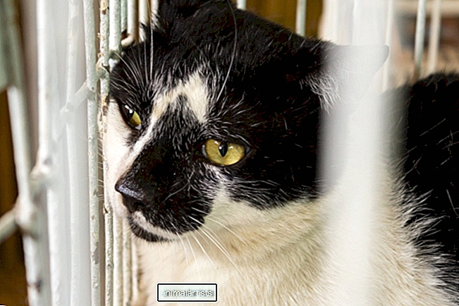 Katze hat sich dem Tierheim übergeben, weil er „zu anhänglich“ war - Artikel