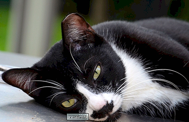 Nepretržitá reakcia mačky na pokus batoľaťa o hranie je na mieste