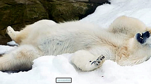 Čikāgas zoodārza dzīvnieki bauda sezonas pirmo sniegu dārgajā video - Pants