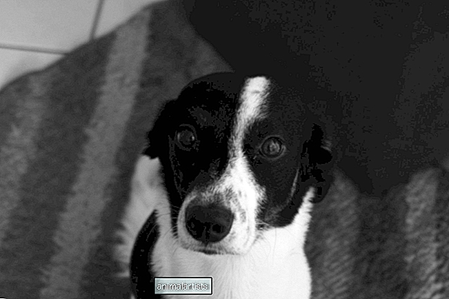 Connecticut Shelter Dog ha il "Photoshoot Day" nella speranza di farla adottare