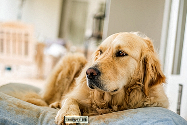Tatăl câine enumerează motivele amuzante pentru care Golden Retriever nu ar supraviețui în sălbăticie - Articol