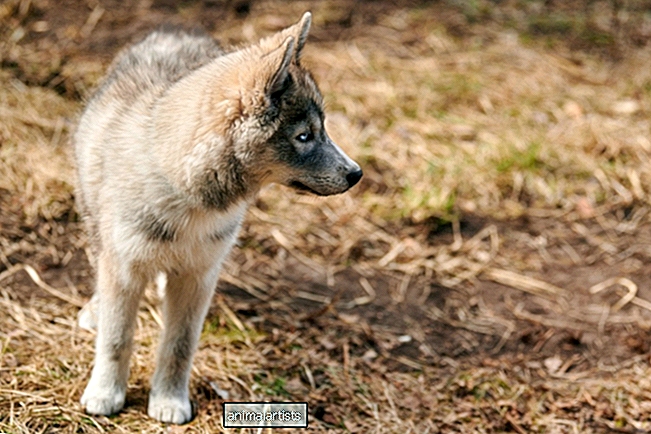 Floridský veterinár predstavuje absolútne nádherné vlčie hybridné šteniatko - Článok