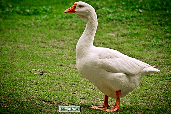Goose'un Yavru Kuş Yavrularını İlk Kez Duyduğuna Tepkisi Her Şeydir