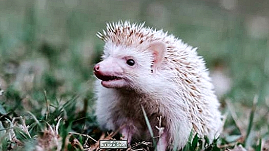 El pequeño estornudo de Hedgehog nos tiene totalmente obsesionados