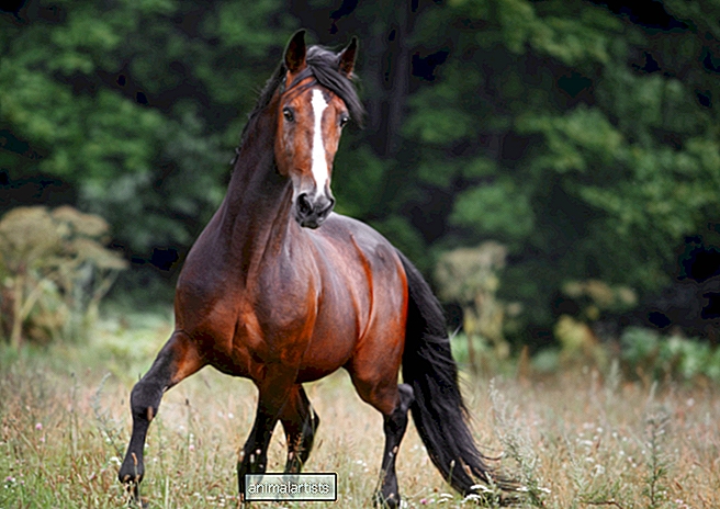 Hestens passende reaksjon på å bli brakt høy har folk besatt - Artikkel