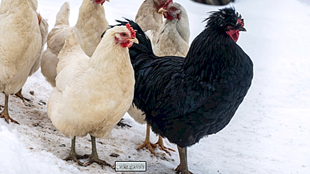 Propietarios amables de pollos crean una manera brillante de mantener a su rebaño abrigado