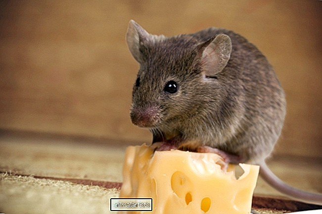 El hombre amable que ama compartir comidas con su ratón mascota está robando corazones - Artículo