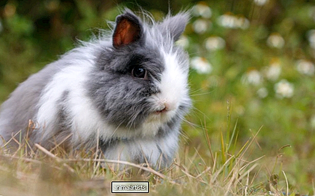 Zajačikovi, ktorý miluje česanie, sa nedá odolať - Článok