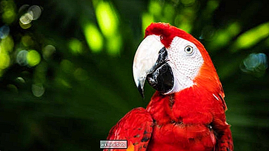 Macaw reaktsioon oma lemmiklumegloobuse nägemisele on lihtsalt parim - Artikkel