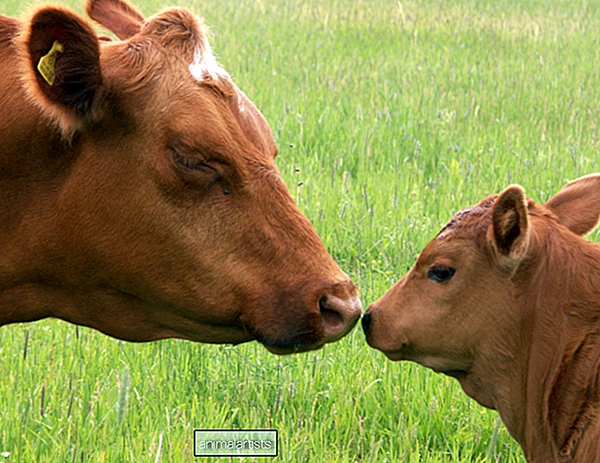 Vytrvalé plače mamy kráv pre ich deti ukazujú silu lásky