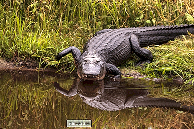 Mann møter stor alligator mens han går ombord i Florida