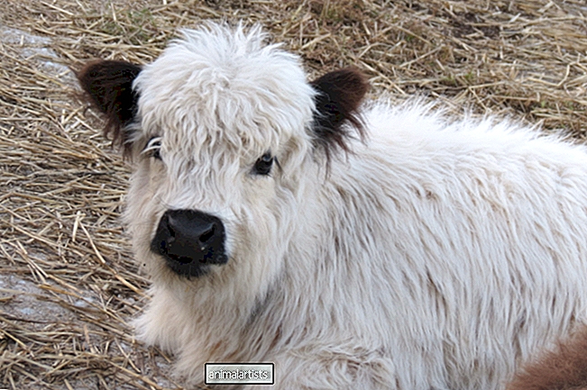 Mini 'House Cow's sengetidsrutine er bedre enn de fleste mennesker kan håpe på - Artikkel