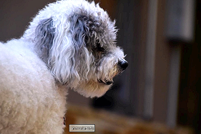 Moeder van beroemde hond die kan 'spreken als een mens' vertelt over hun communicatie