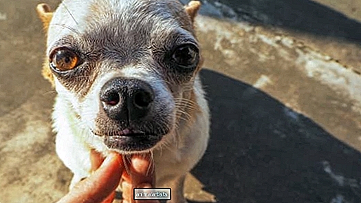 Øyeblikk redd hund søker hengivenhet fra fostermor har oss i tårer