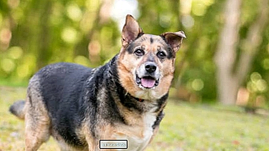 Smutná tvár psa NC pri sledovaní ďalších adoptovaných šteniatok nám láme srdce