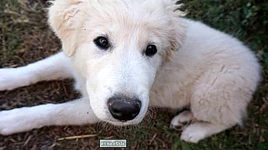 La transformación de un cachorro abandonado después de ser rescatado de un refugio es increíble - Artículo