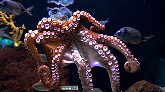 Octopus 'Hugs and Kisses' Diver dans des images extrêmement rares