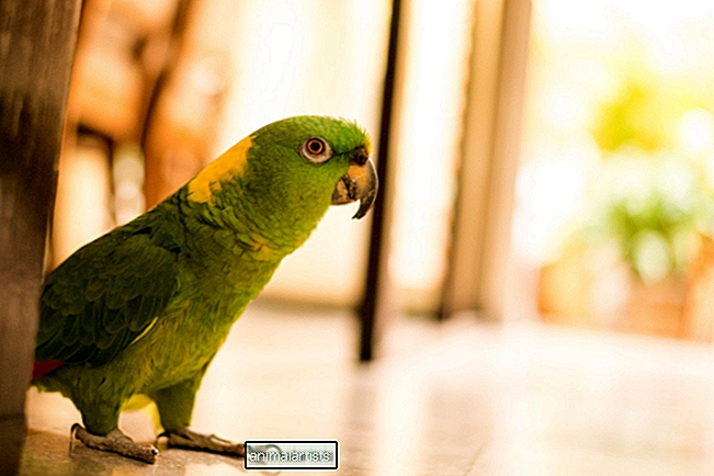 Papegaaien's schattige reactie op een papieren handdoekrol is een verademing