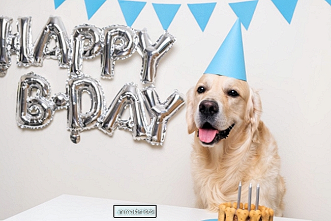 Kannatlik koer ootab, et külalised lõpetaksid enne koogi söömist "Palju õnne sünnipäevaks" - Artikkel