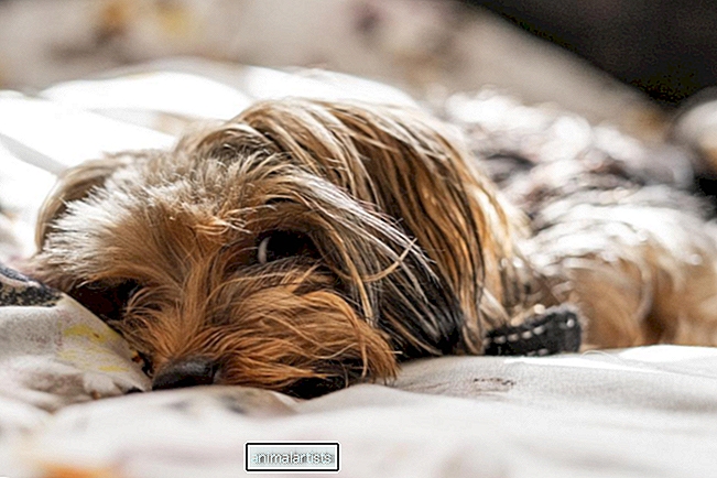 As opiniões das pessoas sobre deixar o cachorro dormir na cama deixaram o TikTok desanimado