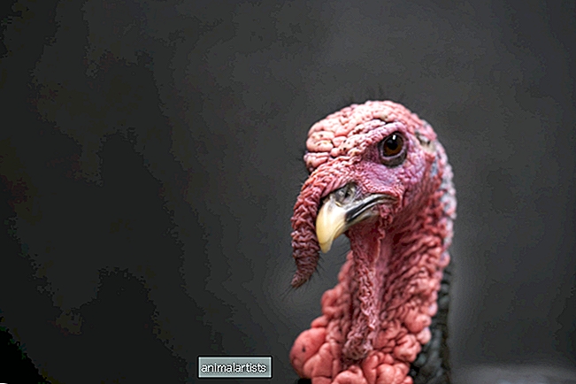 Развълнуваната реакция на Pet Turkey на прибирането на татко е всичко - Статия