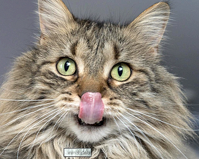 Οι μοναδικές εικόνες του φωτογράφου με γάτες σε γυάλινο τραπέζι είναι ανόητες και γλυκές - Άρθρο