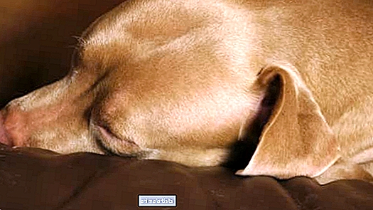 La apariencia única de los ojos de Precious Rescue Dog nos enamora - Artículo