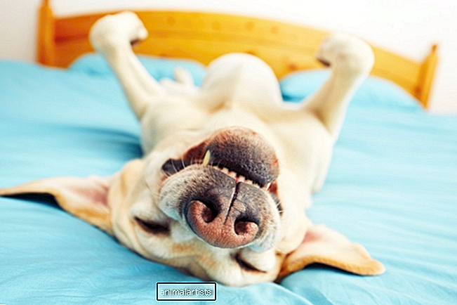Ο πολύτιμος τρόπος του Rescue Dog να ζητάει τροφή είναι πολύ χαριτωμένος - Άρθρο