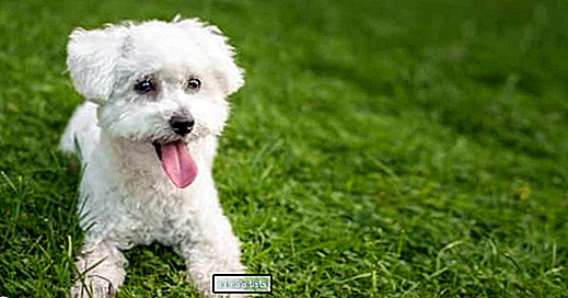 Rescue in Texas представя кучетата, които са чакали осиновяване най-дълго