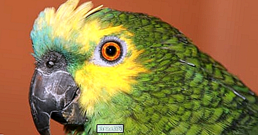 Rescue Parrot starter et nytt kapittel i livet takket være en snill kvinne som tok ham inn