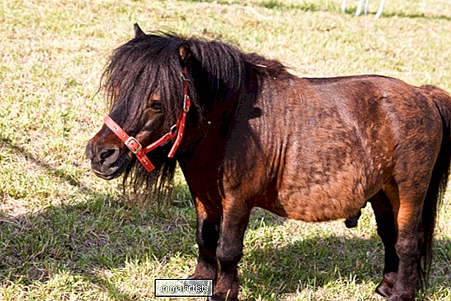 Η αγάπη του Rescued Mini Dwarf Horse για το πρώτο του μπάνιο είναι το παν