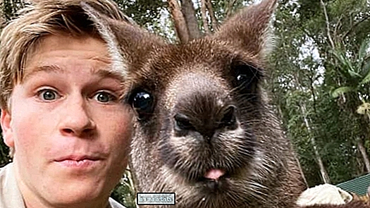 Robert Irwin myser med den räddade känguruungen i video som drar i hjärtslingorna