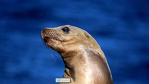 Jūras lauva Konektikutas akvārijā ir parasts mazais Pikaso