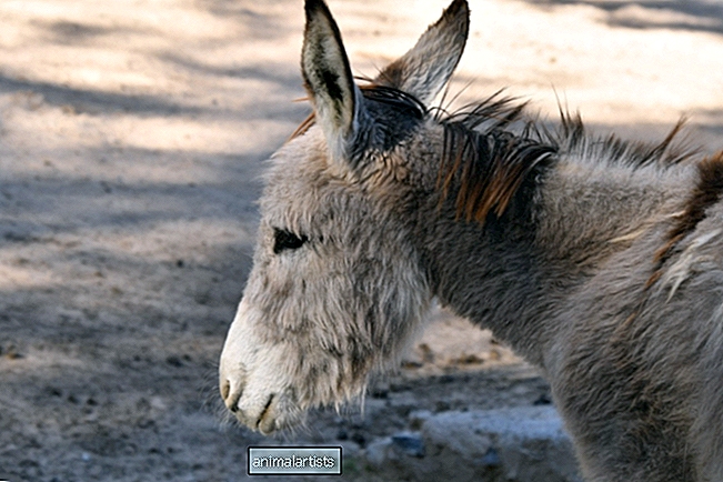 Stariji magarac izgubio je najboljeg prijatelja i farmu u istom tjednu