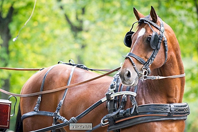 I cavalli da carrozza per anziani ricevono finalmente le cure che meritano all'Animal Sanctuary