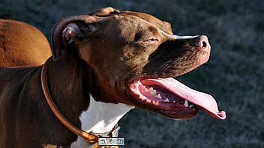 Приютът „преименува“ кучетата на „Билети на Тейлър Суифт“ с надеждата да ги осинови