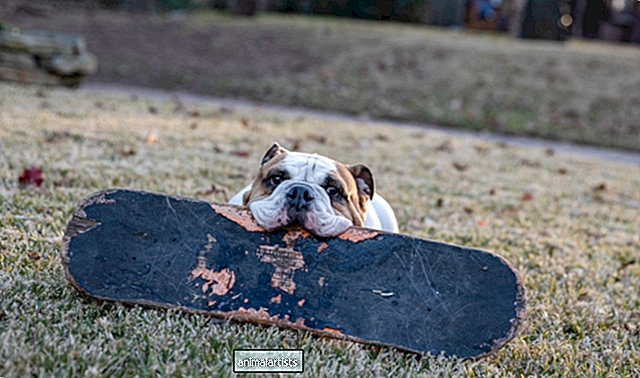Bulldog skatista até escolhe qual prancha quer usar