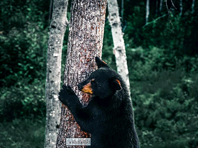 Kauhistuneen karhunpentu löydettiin takertumasta puuhun sen jälkeen, kun sen äiti valitettavasti tappoi auton