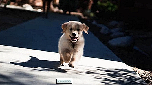 Straipsnis - Vaizdo įrašas, kaip pora akimirksniu susijungia su auksaspalvio retriverio šuniuku, yra tiesiog gražus