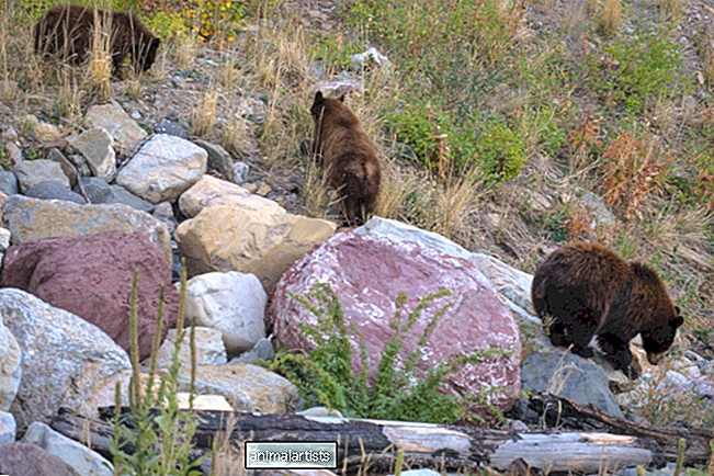 Video av den kjente "matriark"-bjørnen som kommer ut av dvalemodus med ungene sine er et syn å se