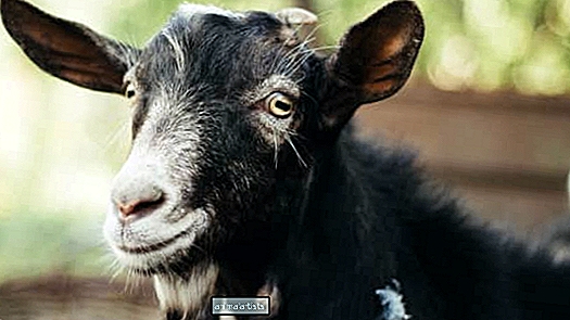 Vídeo de cabra implorando por beijos é fofo demais para resistir