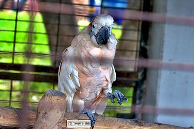 Das Video des kleinen Kakadus, der vor Freude springt, um ein Leckerli zu bekommen, ist einfach kostbar
